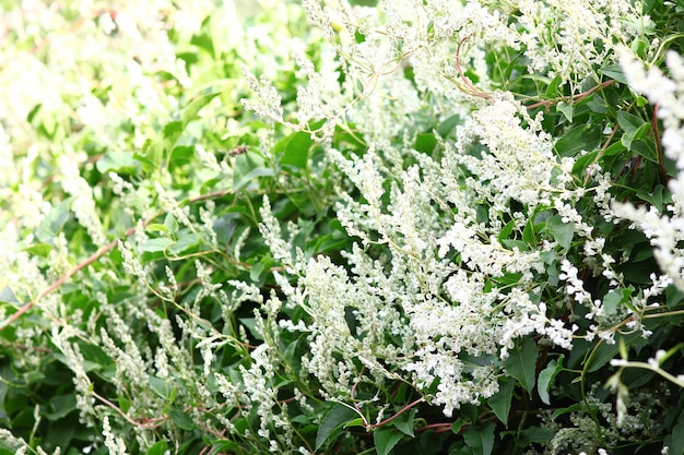 Fleurs renouée fond blanc