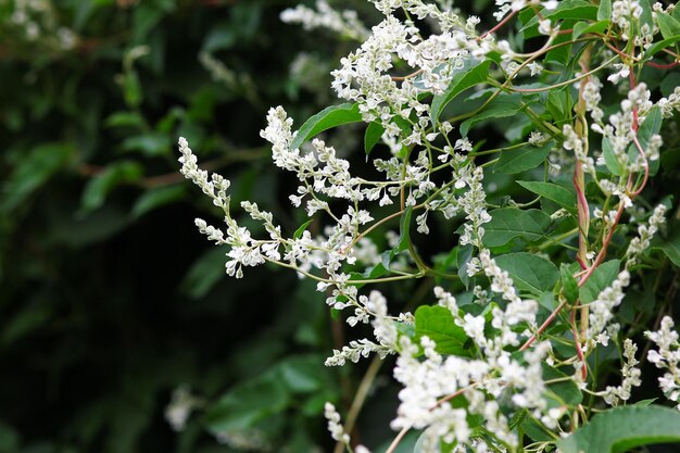 Fleurs renouée fond blanc