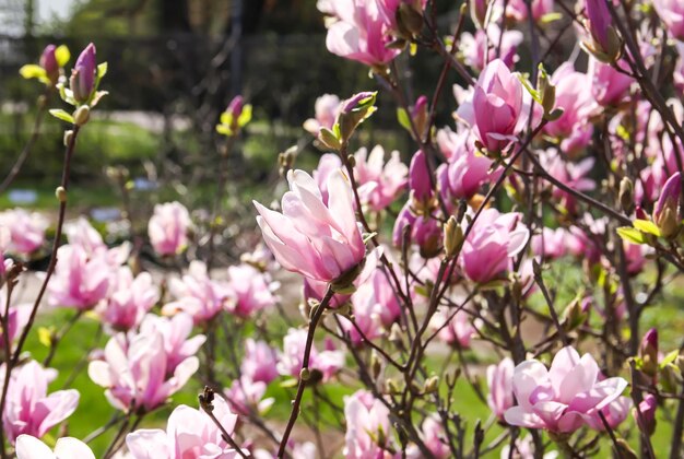 Fleurs de rhododendron Beauté dans la nature Beau fond de floraison printanière