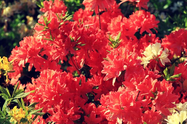 Fleurs de rhododendron dans le jardin fond de fleurs naturelles