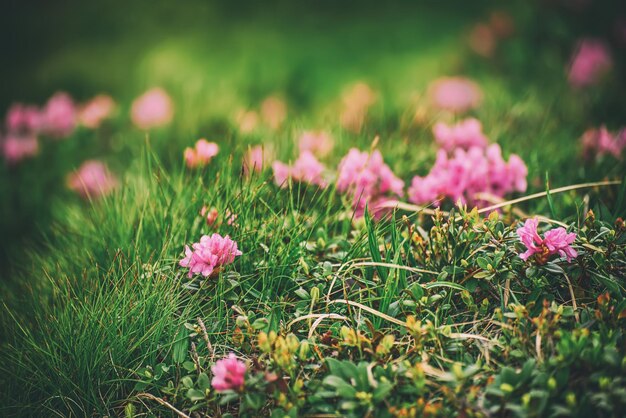 Fleurs de rhododendron dans la nature