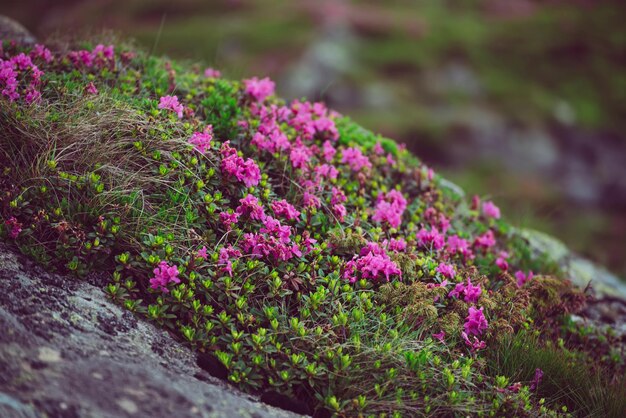 Fleurs de rhododendron dans la nature