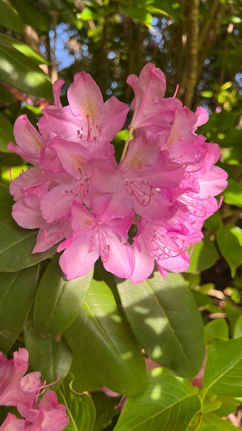 Fleurs de rhododendron en grappe de rhododendron rose