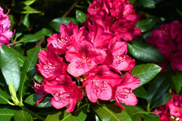 Fleurs de Rhododendron Madame Masson une espèce cultivée dans les jardins pour sa beauté