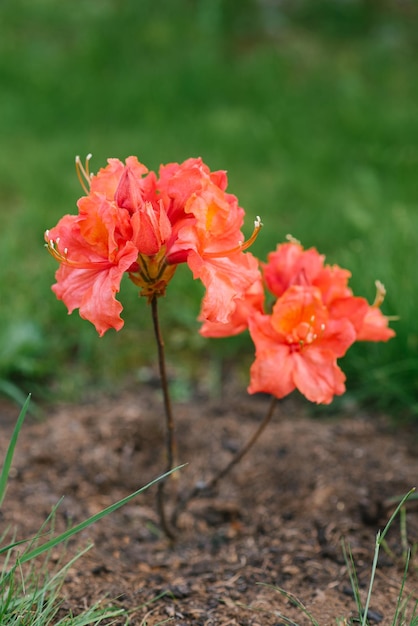 Fleurs de rhododendron orange vif au printemps Un jeune arbre dans le jardin