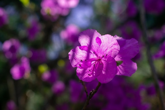 Fleurs de rhododendron rose au soleil