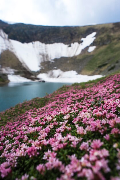 Fleurs de rhododendron rose dans les montagnes de printemps