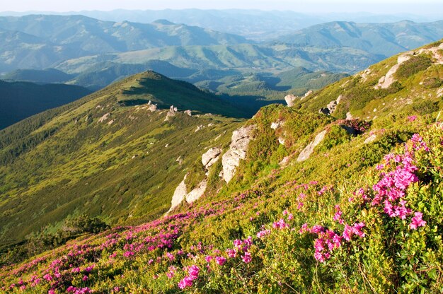 Photo fleurs de rhododendron rose à flanc de montagne d'été