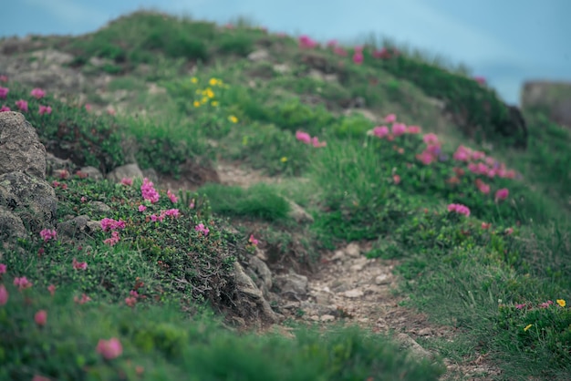 Fleurs de rhododendron rose poussant dans les montagnes avec chemin à travers les rochers fond floral nature