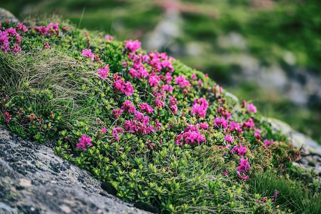 Fleurs de rhododendron rose poussant dans les montagnes avec des rochers fond floral nature