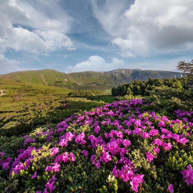 Photo des fleurs de rhododendron rose sur le versant d'été