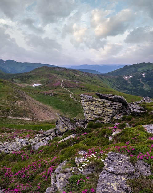 Photo des fleurs de rhododendron rose sur le versant d'été