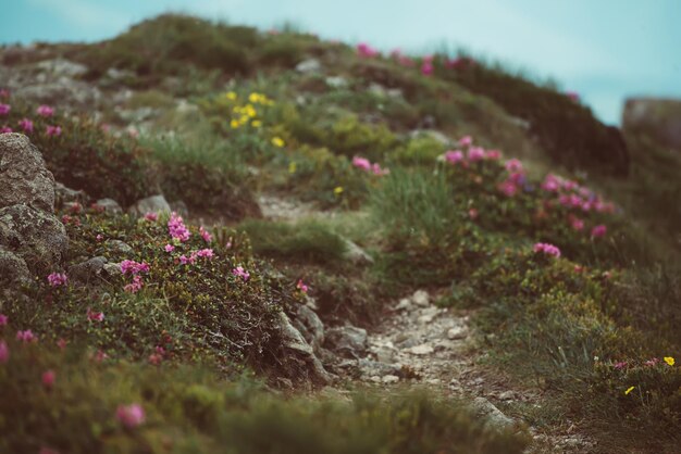 Fleurs de rhododendrons roses poussant dans les montagnes avec chemin à travers les rochers, fond floral nature