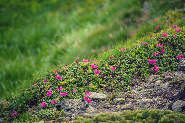 Fleurs de rhododendrons roses poussant dans les montagnes avec chemin à travers les rochers, fond floral nature