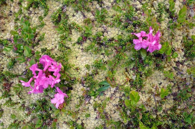 Fleurs de rhododendrons. Tapis naturel. Beauté dans la nature