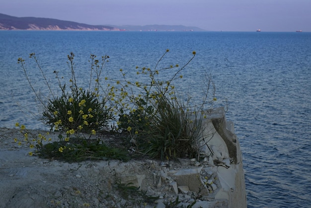 Fleurs sur les rochers le long de la côte de la mer Noire Sunset Journey Myskhako village NovorossiyskRussia