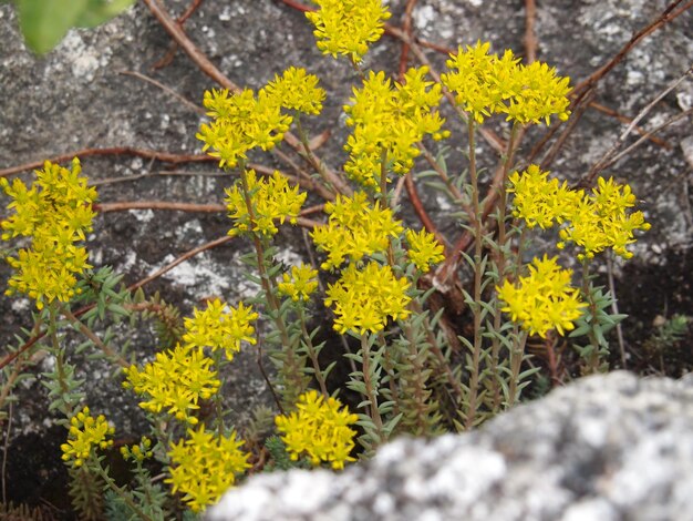 Photo des fleurs de roches jaunes