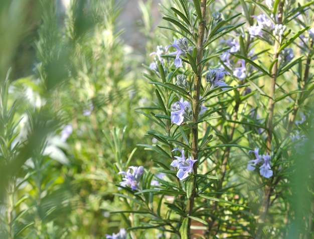 Fleurs de romarin