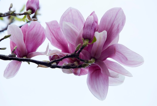 Fleurs rose Magnolia. Gros plan. fond blanc