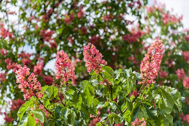 Fleurs rose marron. Fleurs rose marron plusieurs tons de rose sur l'arbre.