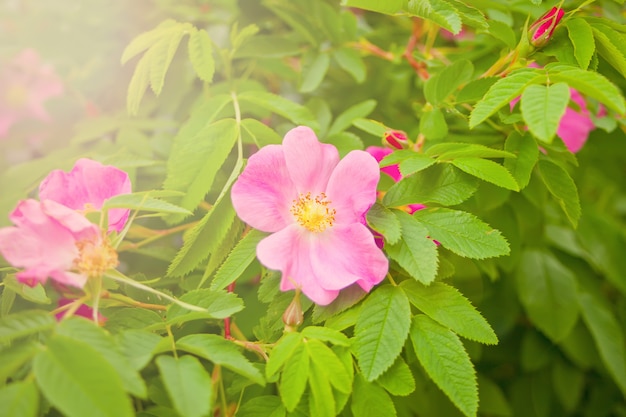 Fleurs de rose musquée de plus en plus dans la nature