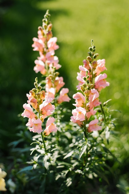 Des fleurs rose pâle d'Antirrhinum poussent dans le jardin en été