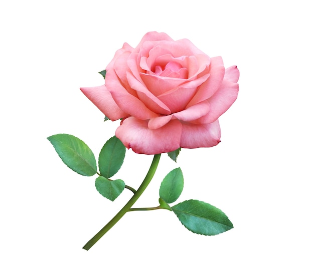 Fleurs de rose rose isolés sur fond blanc pour le mariage d'amour et la Saint-Valentin.