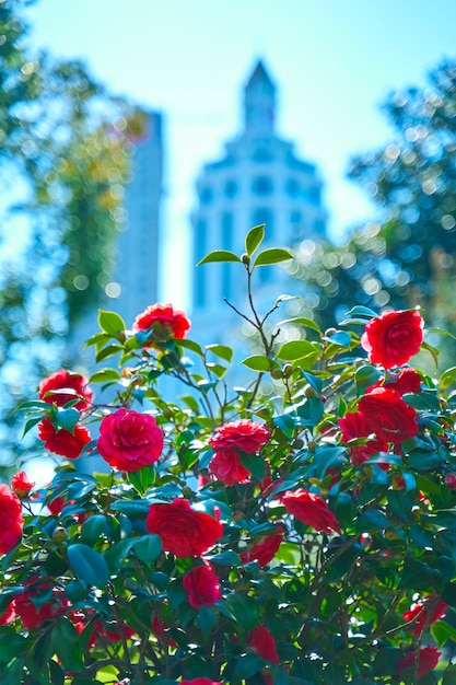 Fleurs de rose rouge en fleurs dans le parc de la ville.