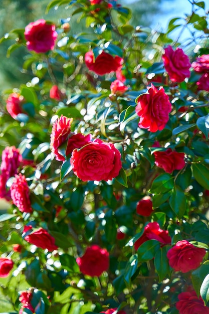 Fleurs de rose rouge en fleurs dans le parc de la ville