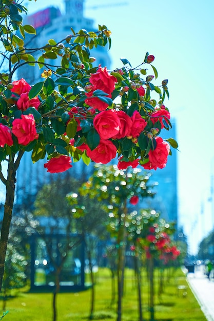 Fleurs de rose rouge en fleurs dans le parc de la ville