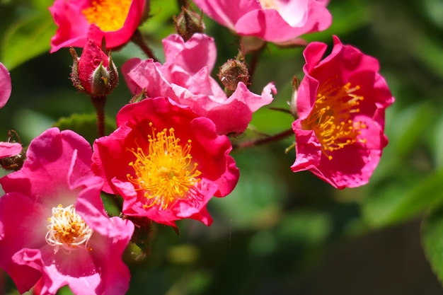 Fleurs rose vif au soleil