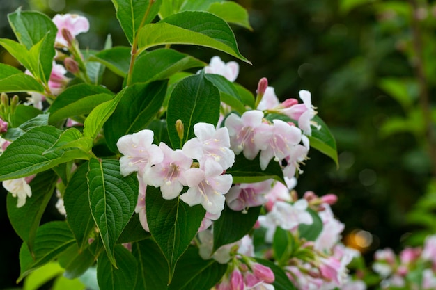 Fleurs rose Weigela florida Caprifoliaceae au printemps