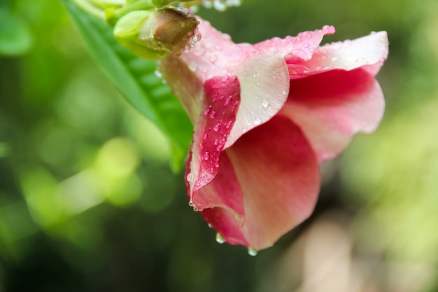 fleurs de la rosée