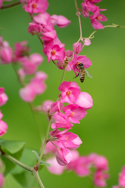 Fleurs roses avec abeille