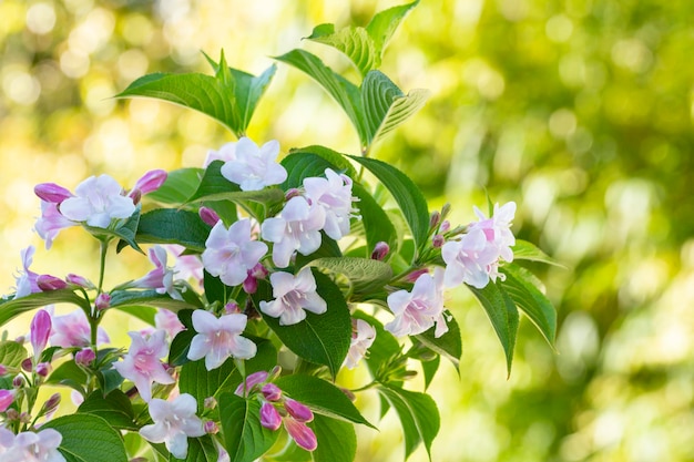 Fleurs roses abondantes de Weigela florida à la mi-mai