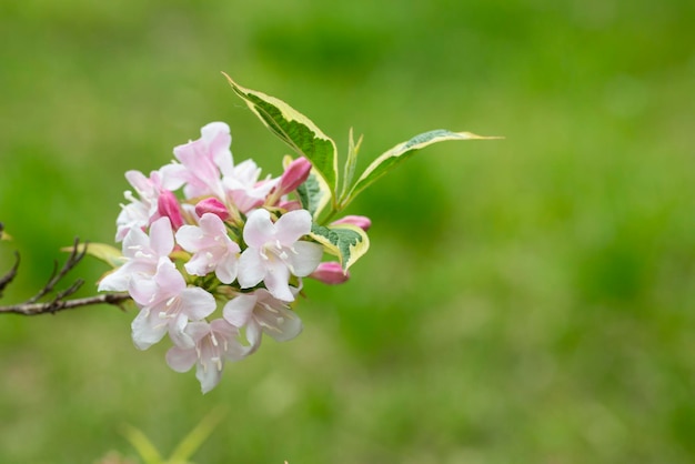 Fleurs roses abondantes de Weigela florida à la mi-mai