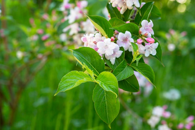 Fleurs roses abondantes de Weigela florida à la mi-mai