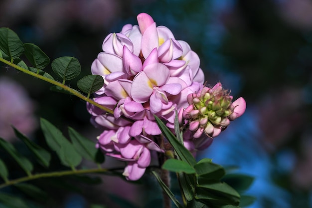 Fleurs roses de l'acacia