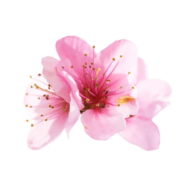 Photo fleurs roses amandes isolés sur fond blanc. macro, gros plan