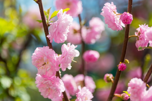 Fleurs roses d'amandier