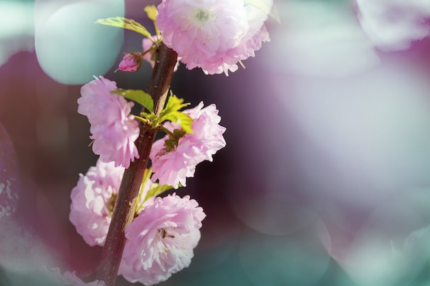 Fleurs roses d'amandier