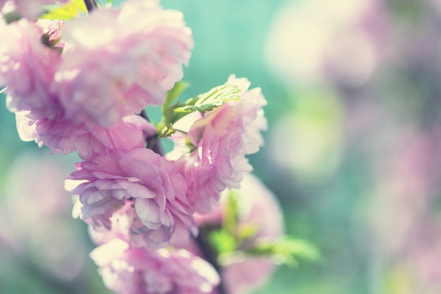 Fleurs roses d'amandier