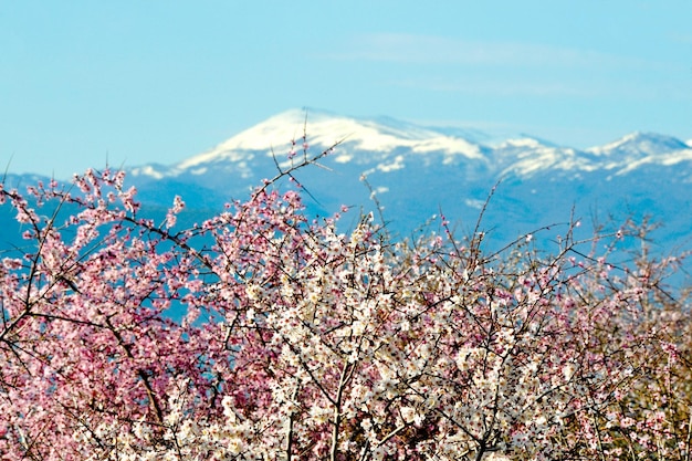 Fleurs roses sur l'arbre devant la montagne enneigée de Galicica en Macédoine