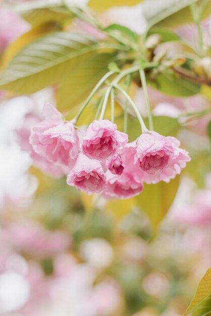 des fleurs roses sur un arbre avec des feuilles vertes