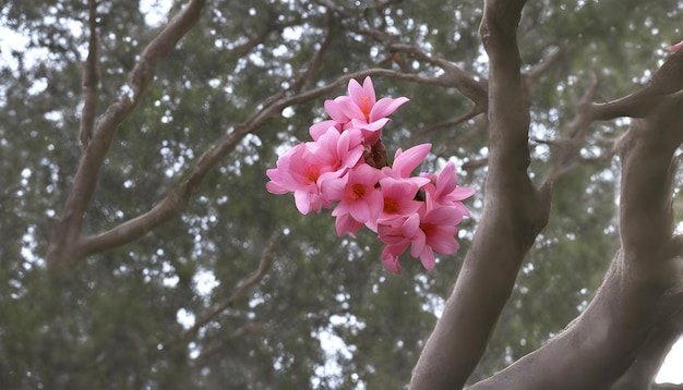 des fleurs roses sur un arbre avec un fond flou