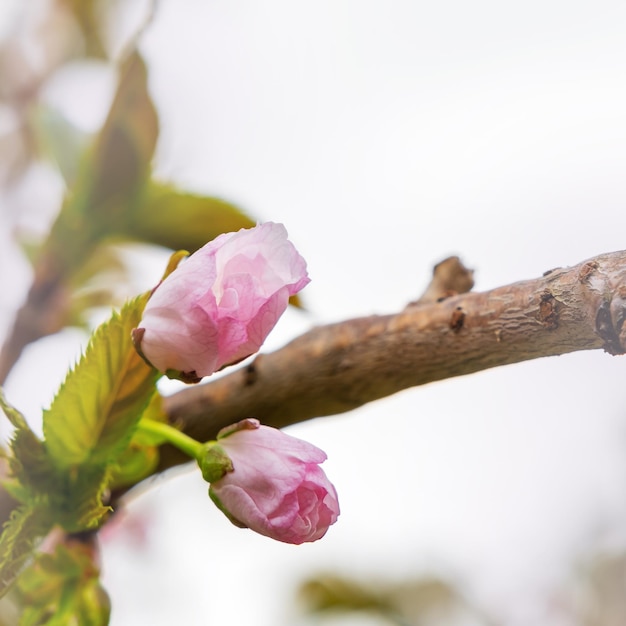 Fleurs roses d'arbre fruitier en fleurs au printemps branche d'arbre fleurs flou fond floral copie espace