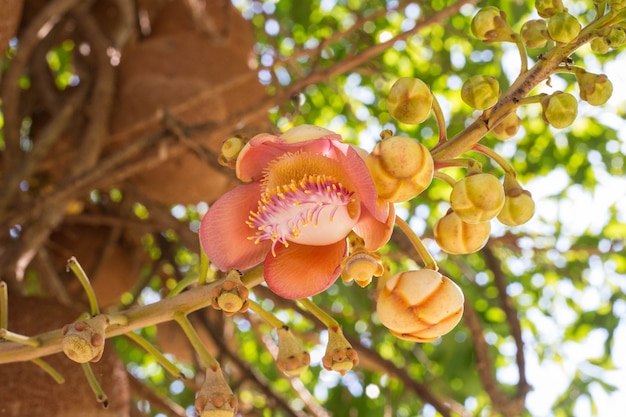 Fleurs roses sur l&#39;arbre