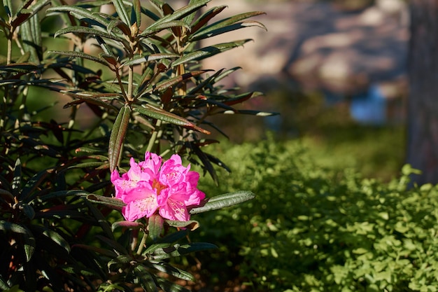 Fleurs roses avec un arrière-plan flou bokeh