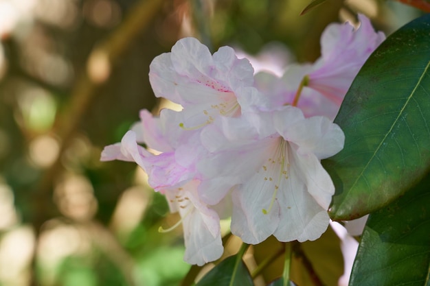 Fleurs roses avec un arrière-plan flou bokeh