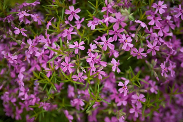 fleurs roses aster mexicain sur fond d'herbe verte floue gros plan